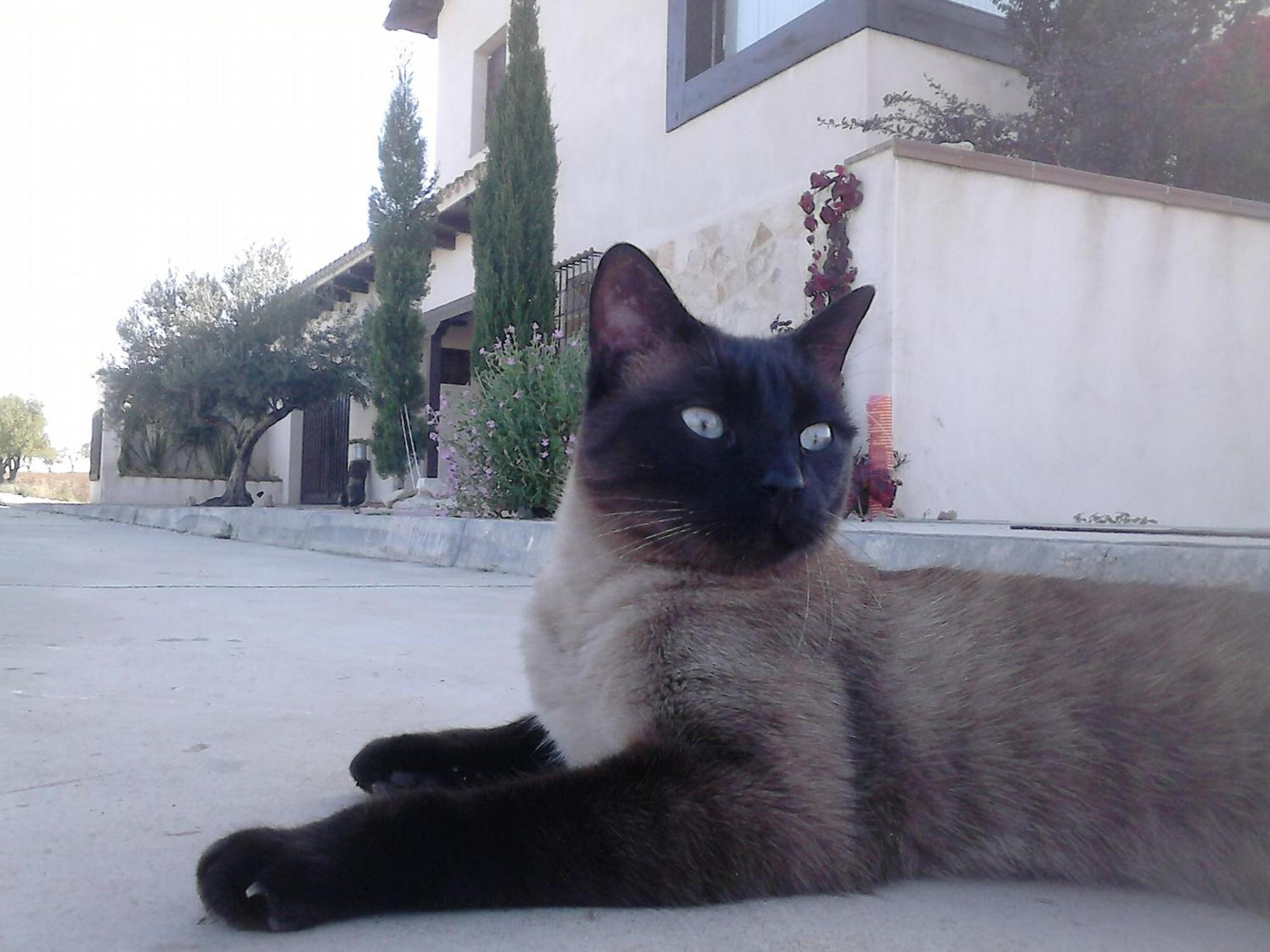 La Pena Del Gato Villa Buendía Kültér fotó